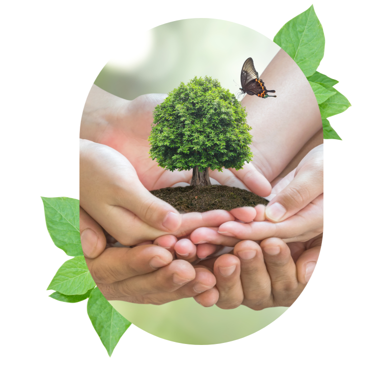 Mãos unidas segurando muda de árvore