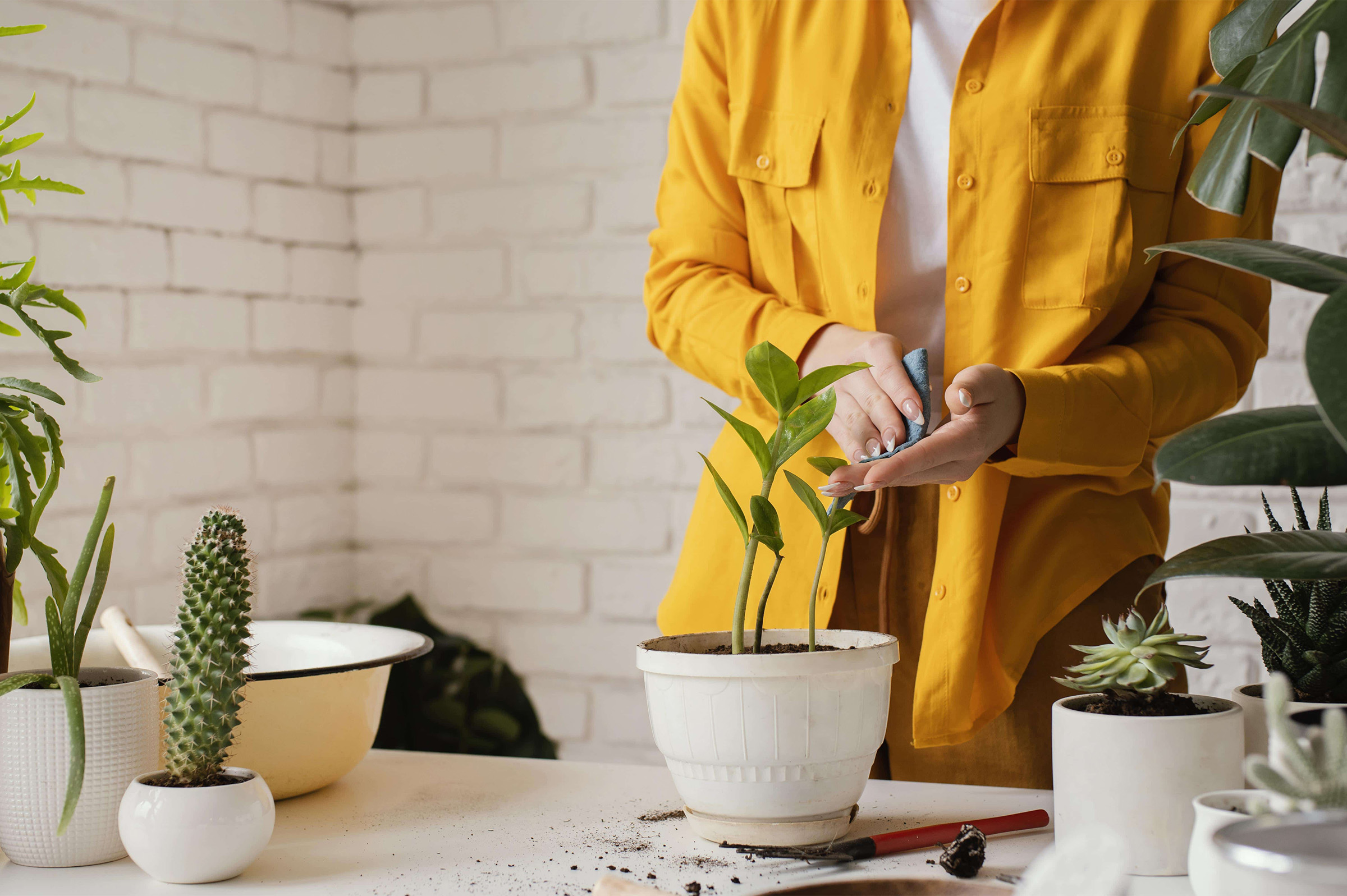 Como escolher a planta adequada para cada ambiente? - Parte 1